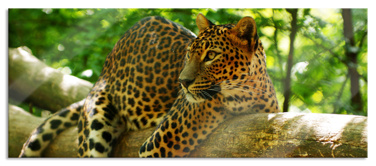 Leopard auf Ast, Glasbild Panorama