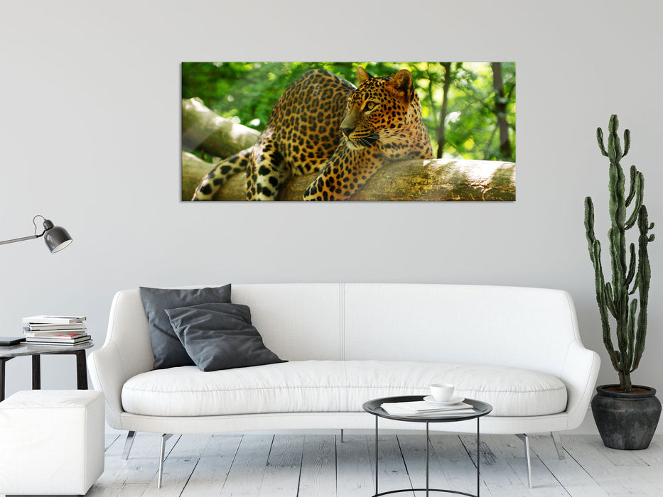 Leopard auf Ast, Glasbild Panorama