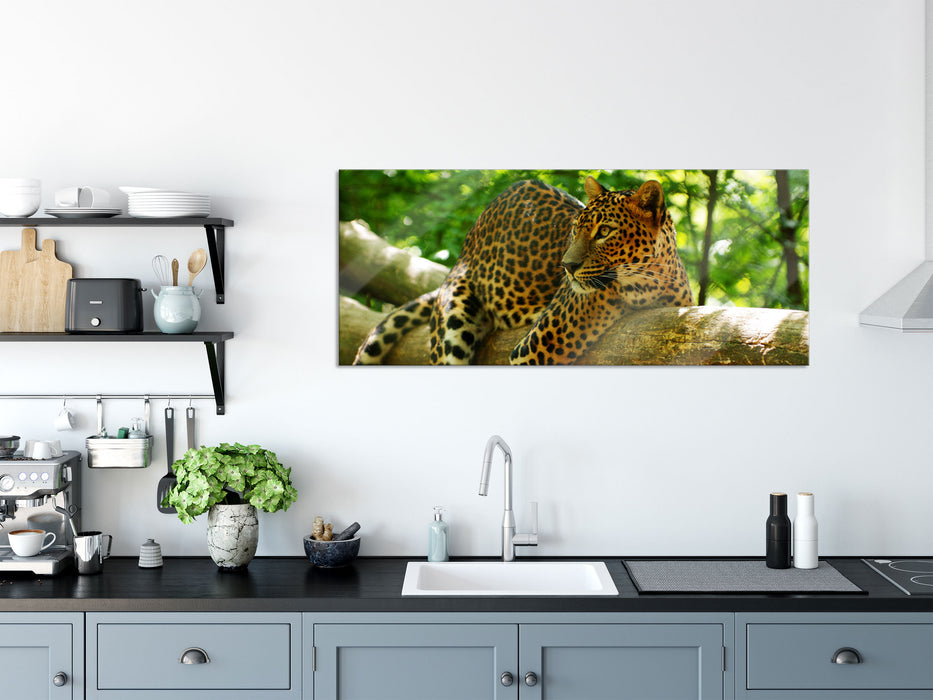 Leopard auf Ast, Glasbild Panorama