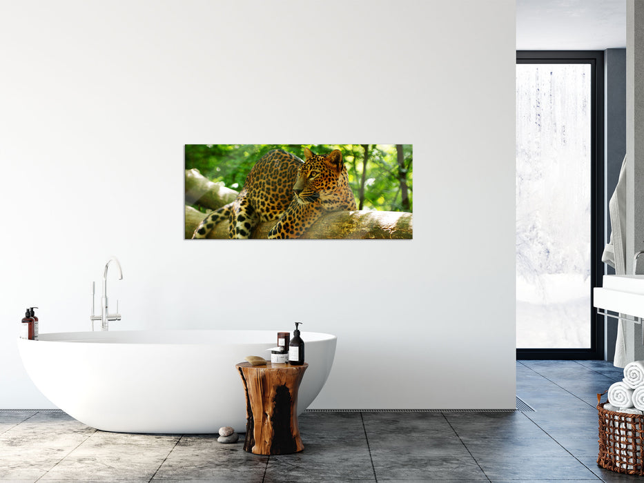 Leopard auf Ast, Glasbild Panorama