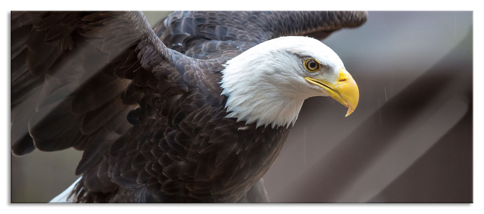 Pixxprint Adler, Glasbild Panorama