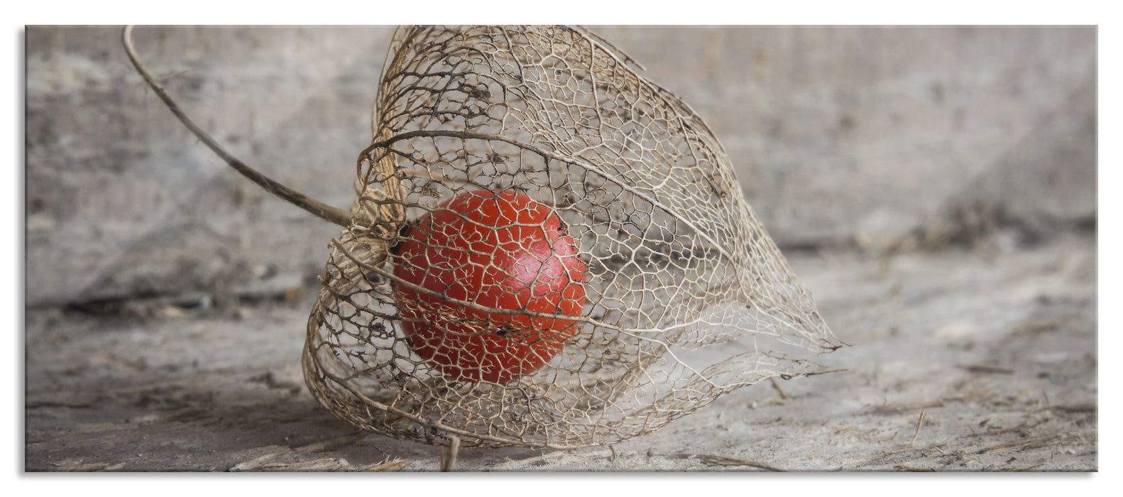 Pixxprint Physalis, Glasbild Panorama