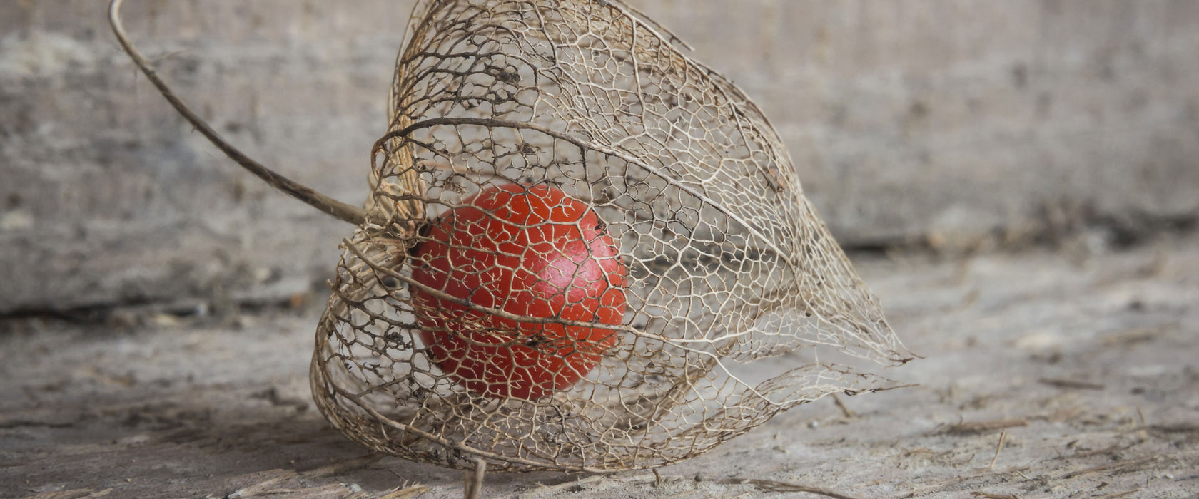 Physalis, Glasbild Panorama