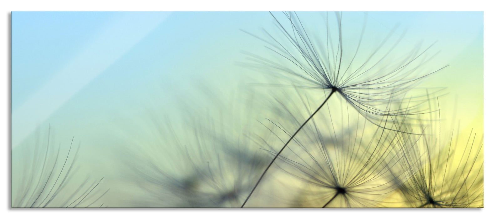 Pusteblumen mit Tautropfen, Glasbild Panorama