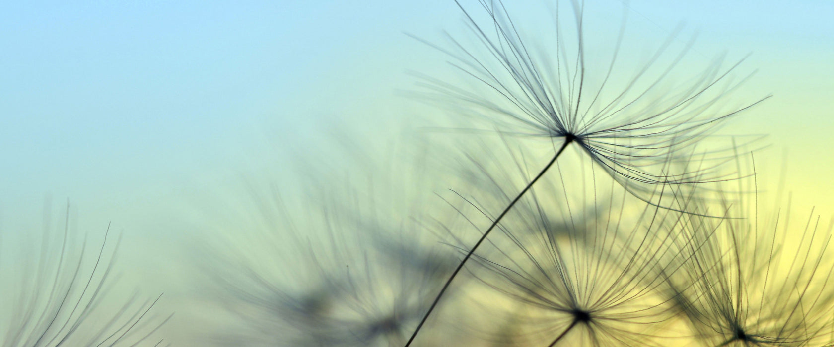 Pusteblumen mit Tautropfen, Glasbild Panorama