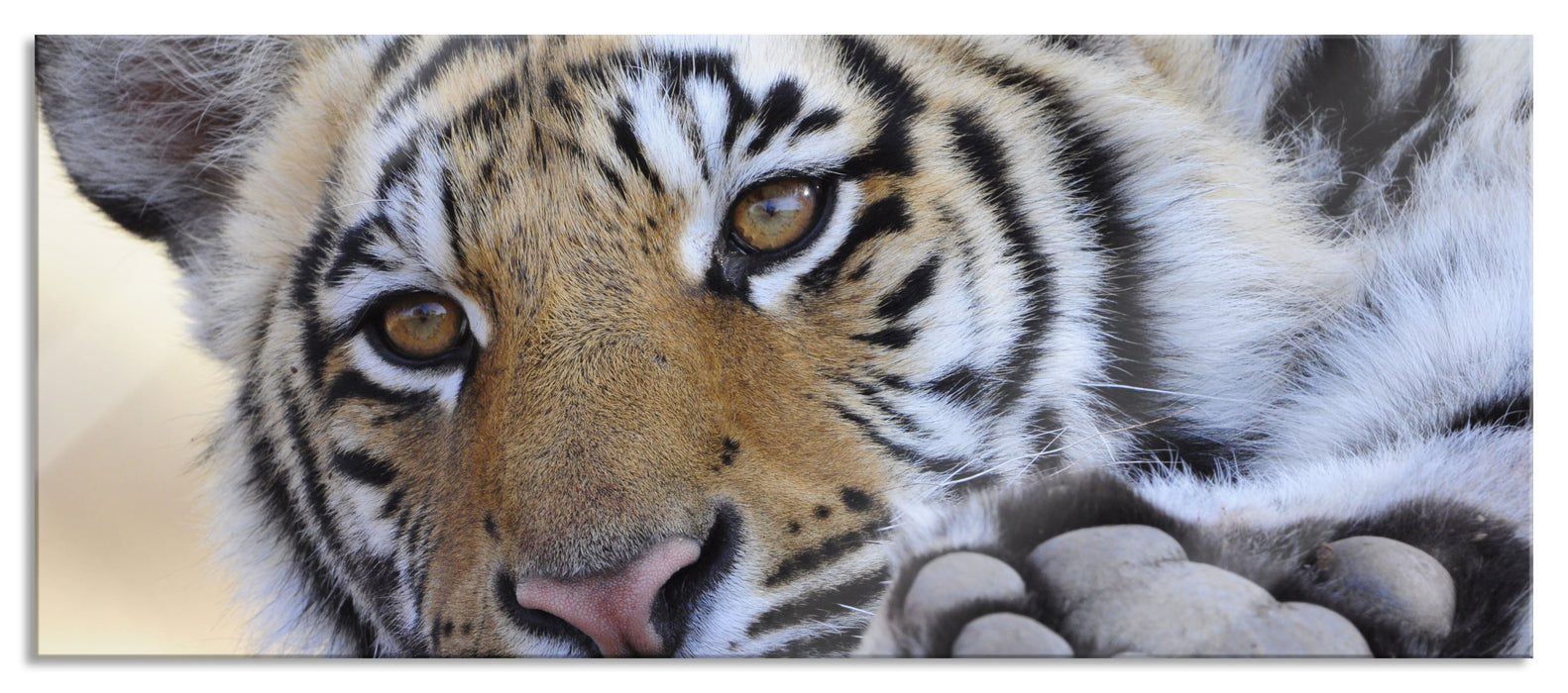 Pixxprint Tiger, Glasbild Panorama