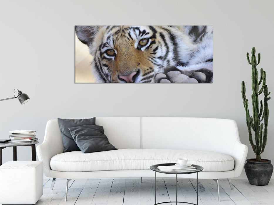 Tiger, Glasbild Panorama