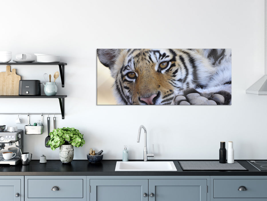 Tiger, Glasbild Panorama