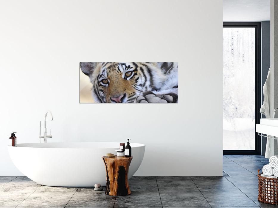 Tiger, Glasbild Panorama