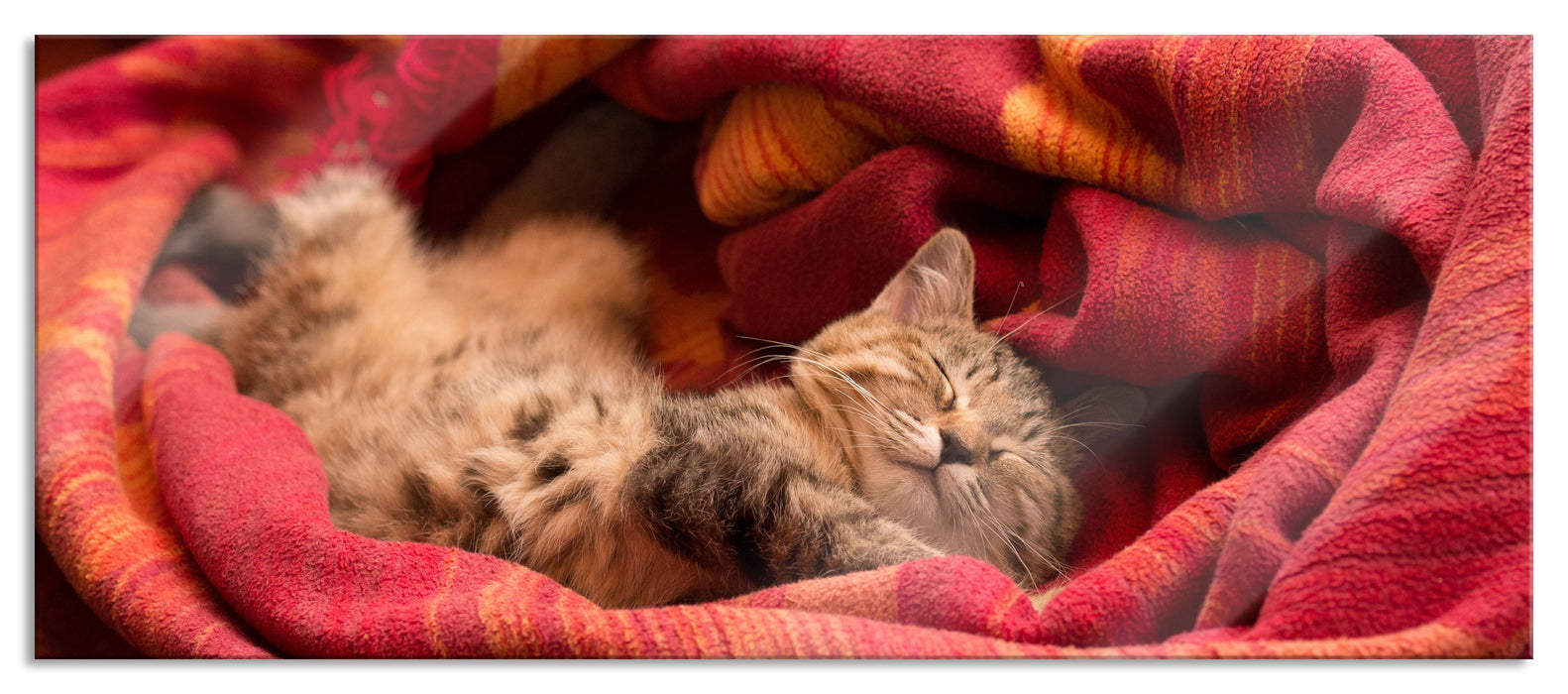 Babykatze, Glasbild Panorama