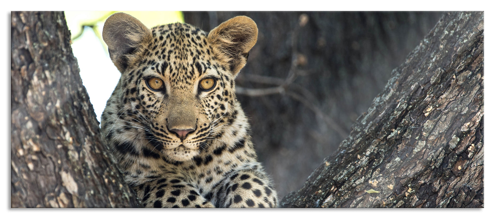 Leopardenbaby, Glasbild Panorama