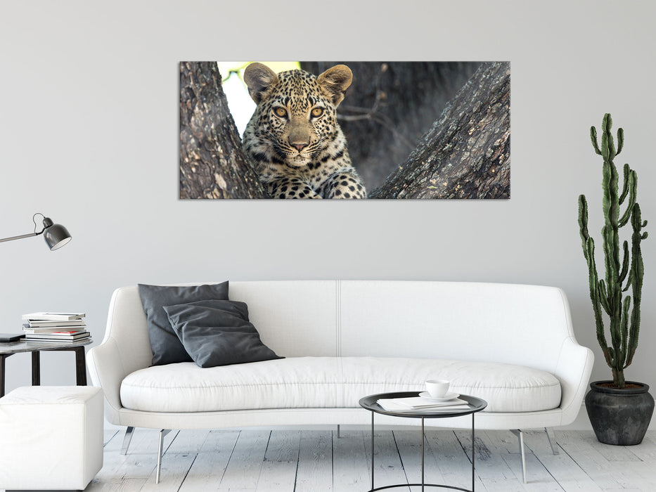 Leopardenbaby, Glasbild Panorama