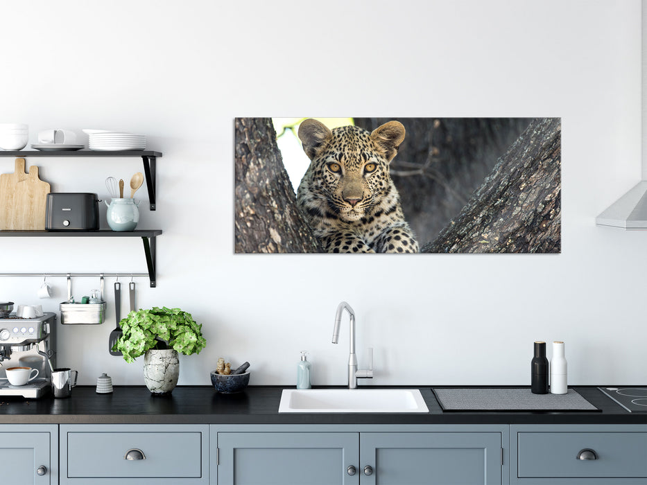 Leopardenbaby, Glasbild Panorama