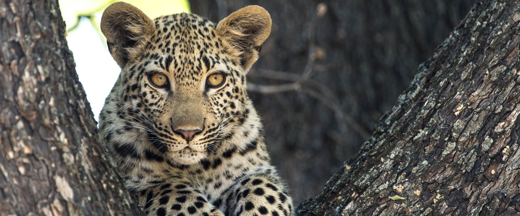 Leopardenbaby, Glasbild Panorama