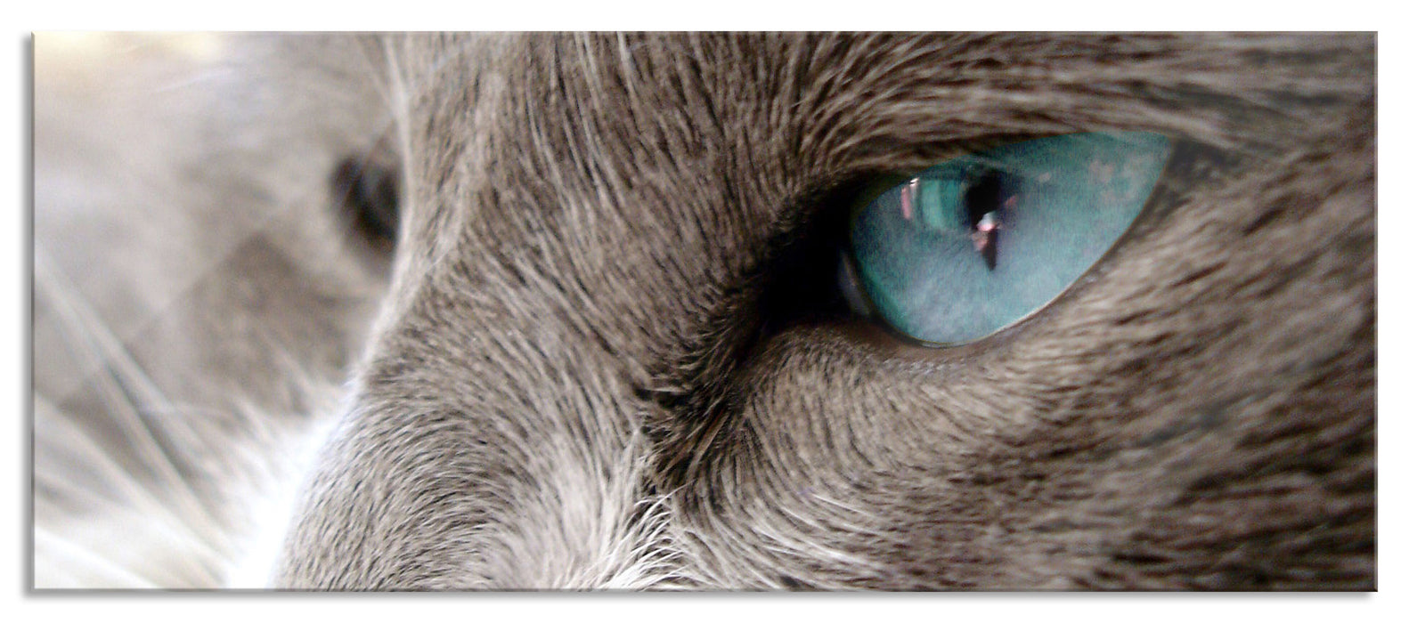 Pixxprint Katze mit blauen Augen, Glasbild Panorama