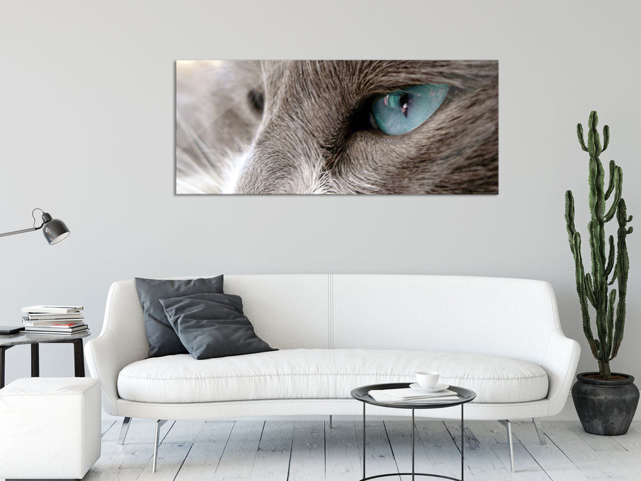 Katze mit blauen Augen, Glasbild Panorama