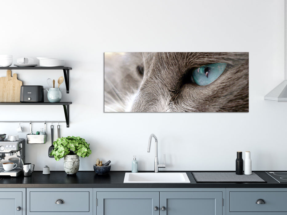 Katze mit blauen Augen, Glasbild Panorama