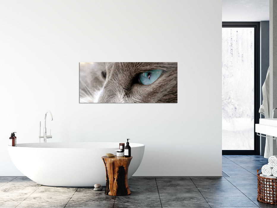 Katze mit blauen Augen, Glasbild Panorama