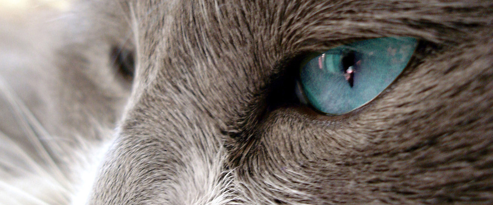 Katze mit blauen Augen, Glasbild Panorama