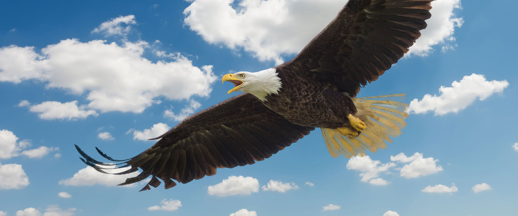 Adler fliegt über Berge, Glasbild Panorama