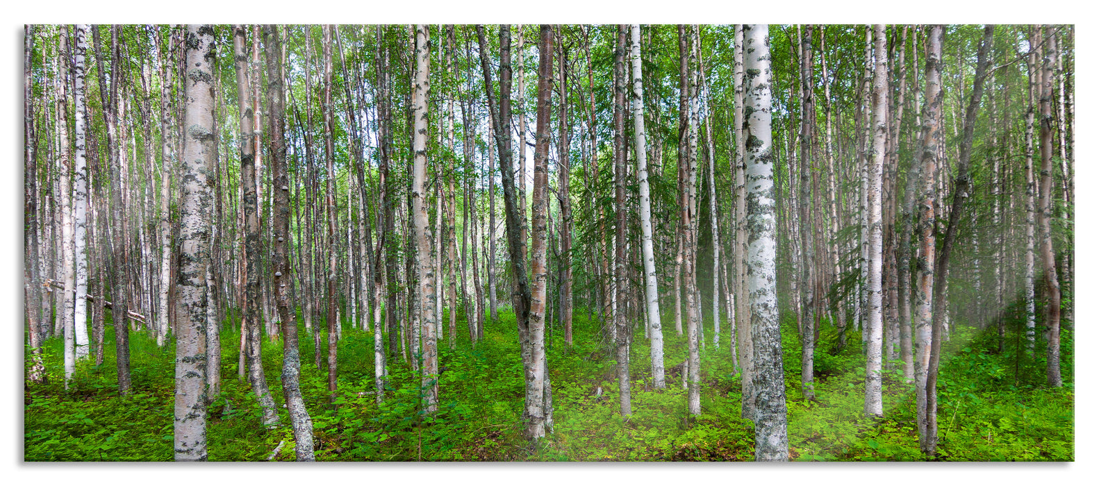 Pixxprint Birkenwald, Glasbild Panorama