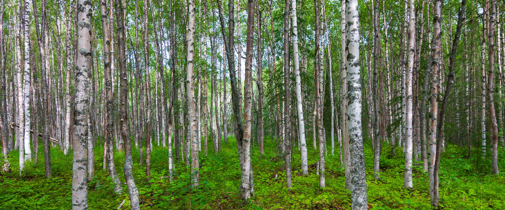 Birkenwald, Glasbild Panorama