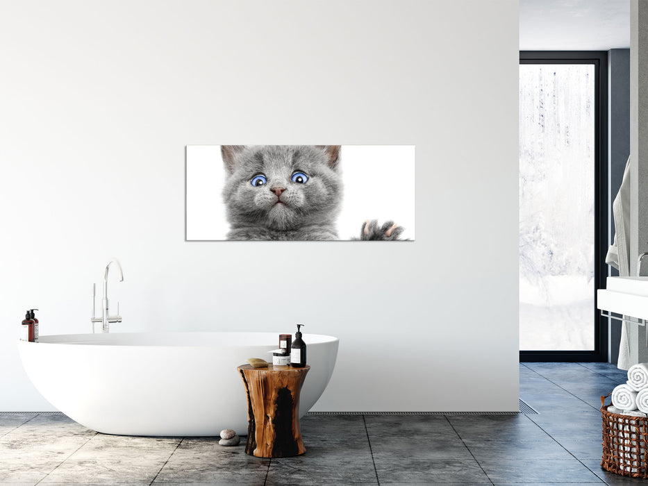 Babykatze die bettelt, Glasbild Panorama