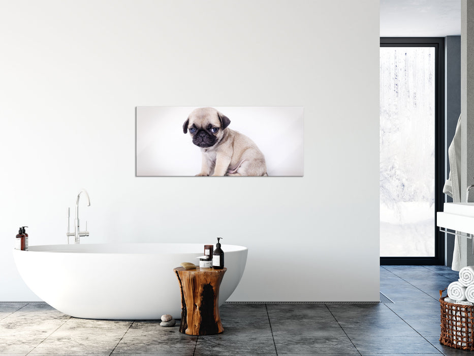 Kleiner Hundewelpe Mops, Glasbild Panorama