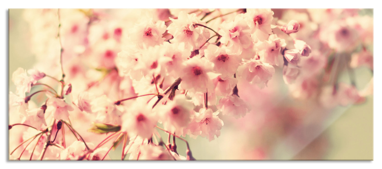 Kirschblüten, Glasbild Panorama