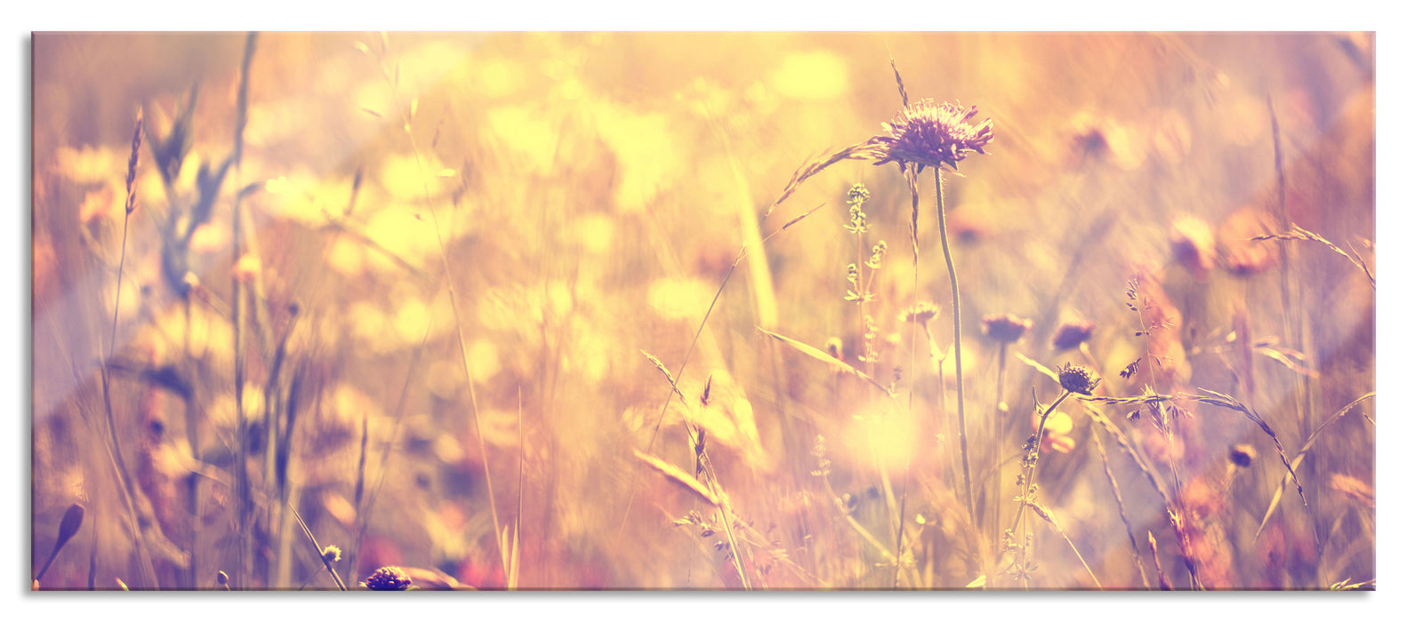 Bunte Gräser Pflanzen Natur, Glasbild Panorama