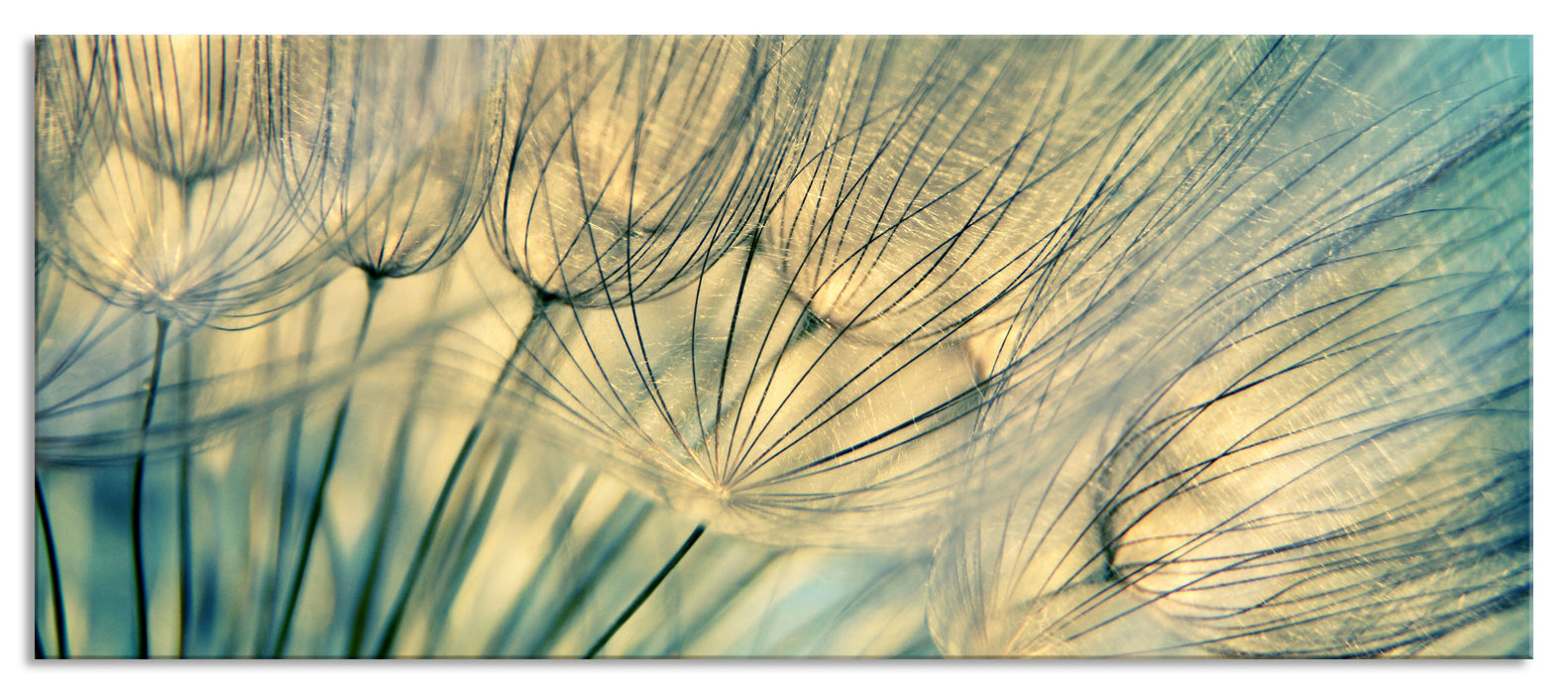 Pusteblumen, Glasbild Panorama