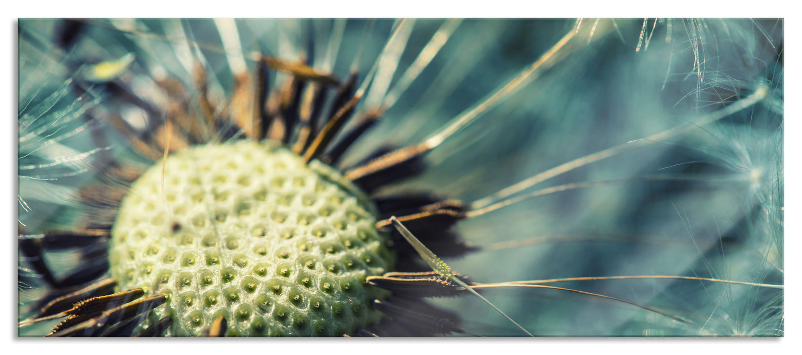 Pixxprint Pusteblume, Glasbild Panorama