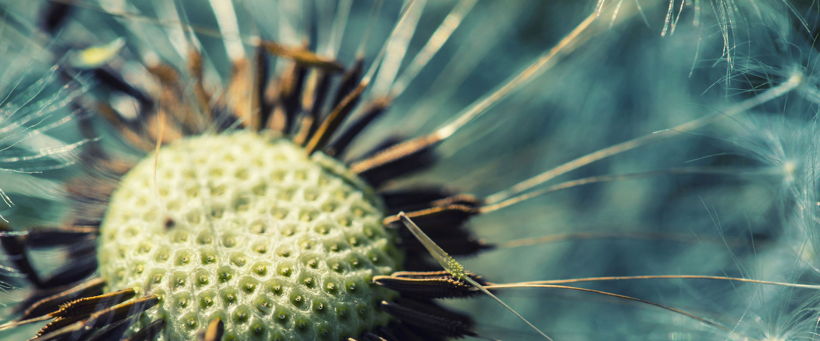 Pusteblume, Glasbild Panorama