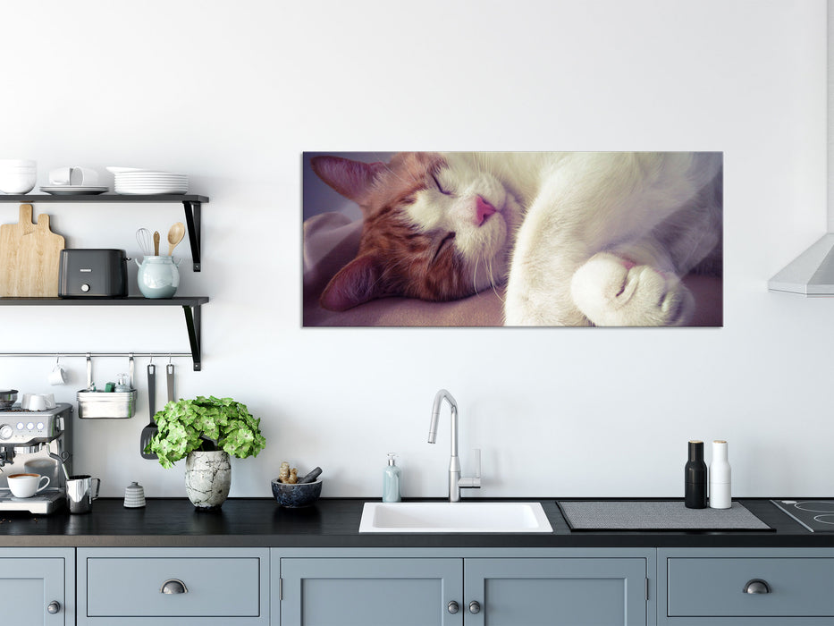 Katze mit Pfötchen, Glasbild Panorama