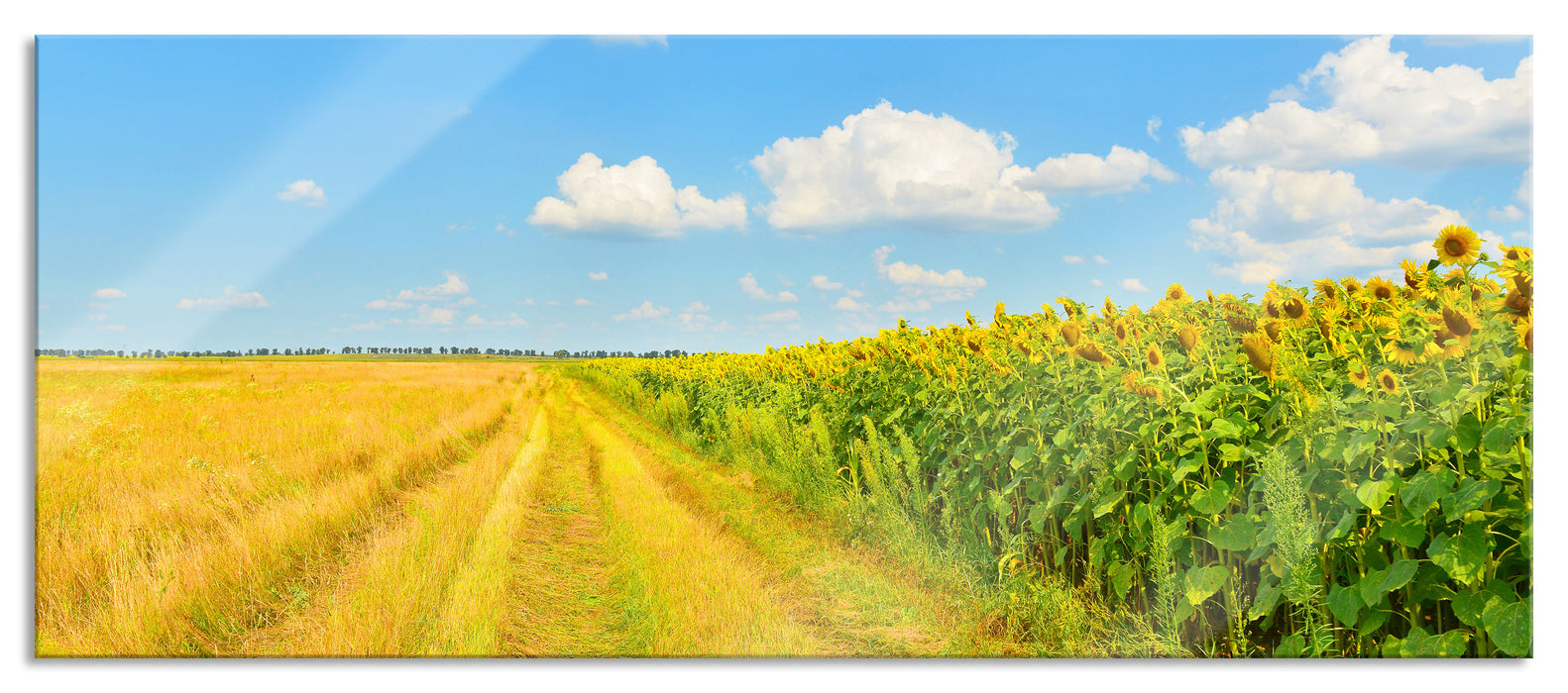 Feldweg am Wald, Glasbild Panorama