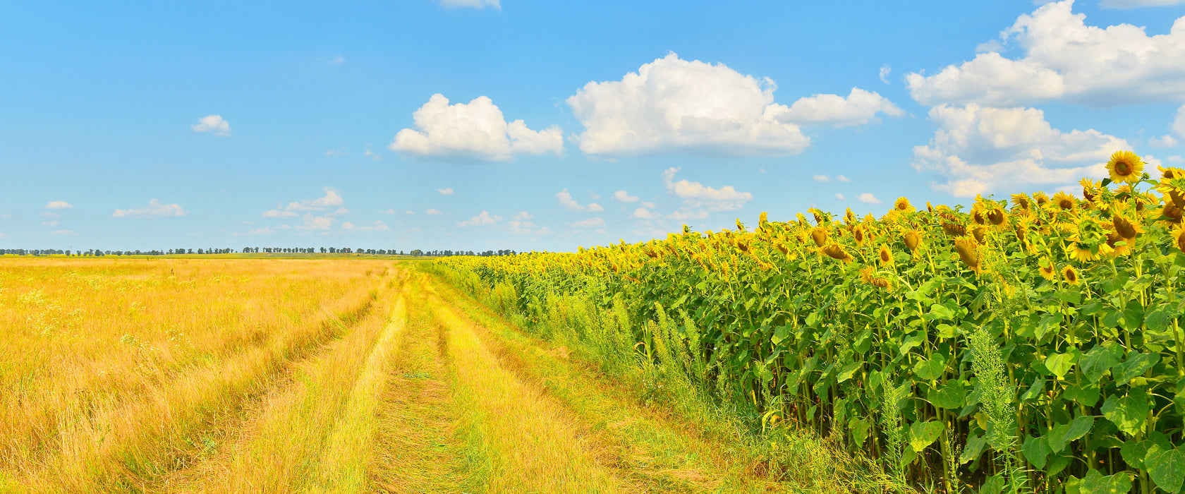 Feldweg am Wald, Glasbild Panorama