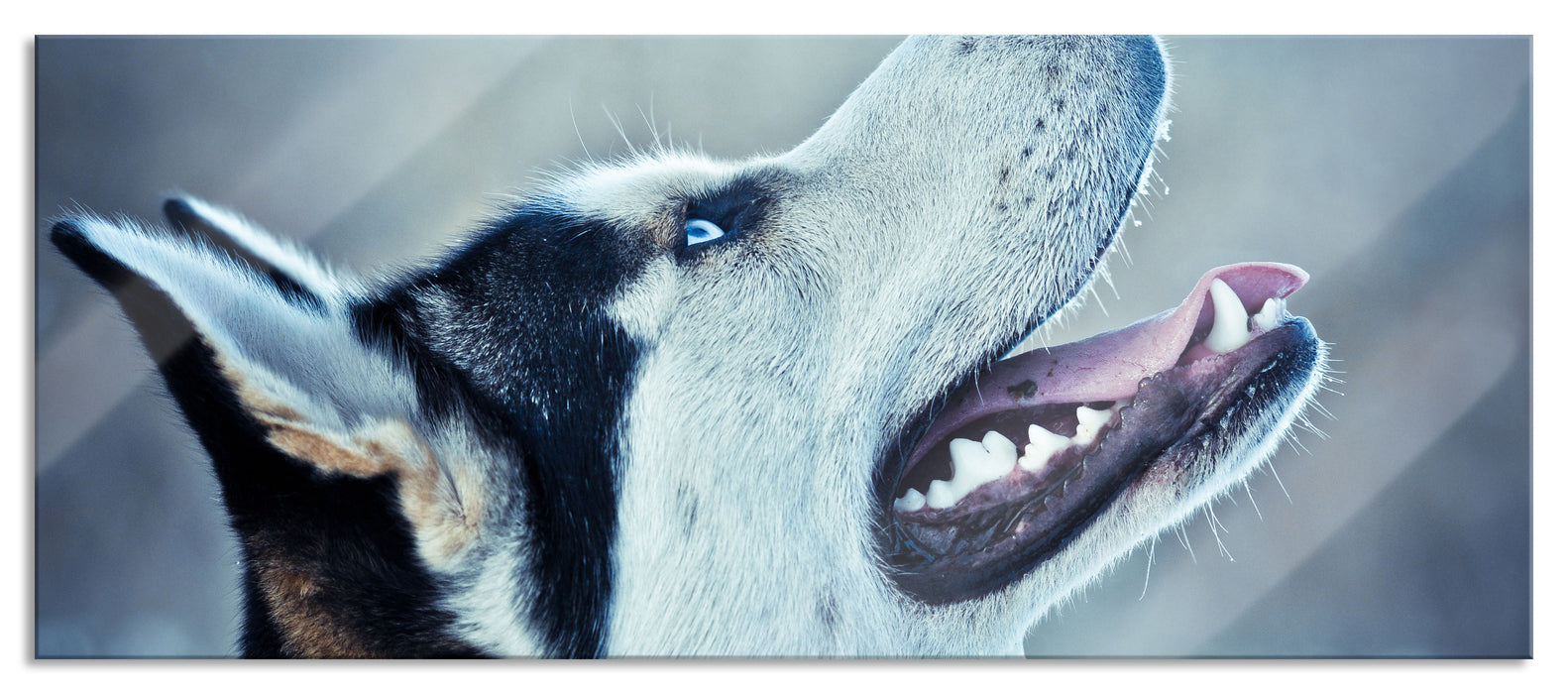 Pixxprint Husky von der Seite, Glasbild Panorama