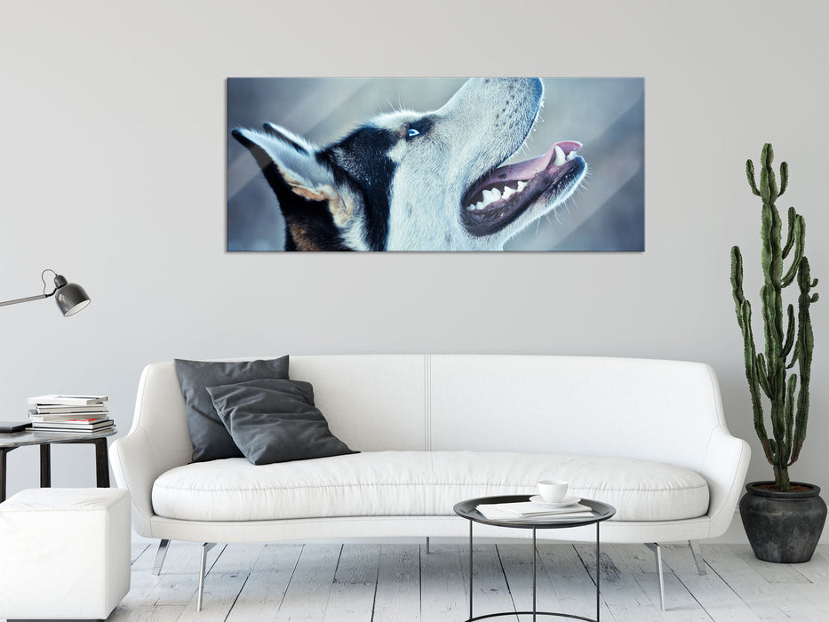 Husky von der Seite, Glasbild Panorama