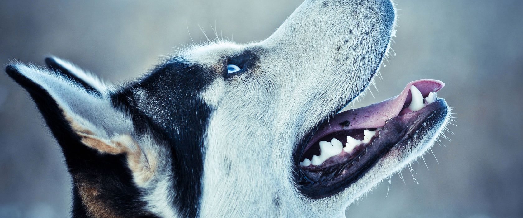 Husky von der Seite, Glasbild Panorama