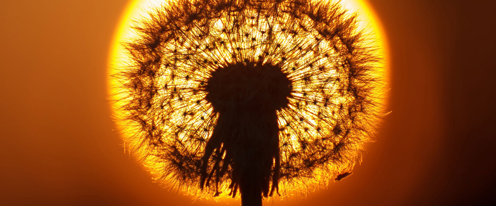 Pusteblume abends, Glasbild Panorama