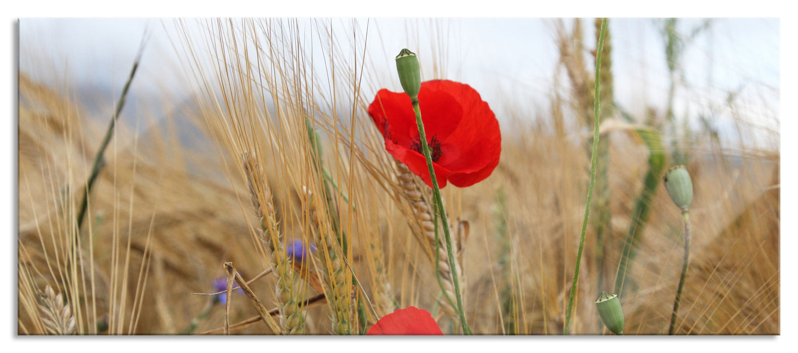 Pixxprint Mohnblumen im Getreidefeld, Glasbild Panorama