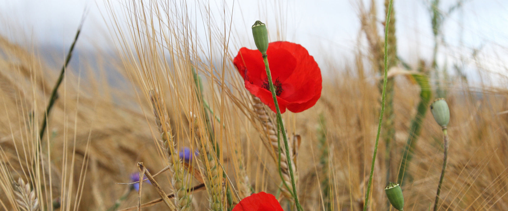 Mohnblumen im Getreidefeld, Glasbild Panorama