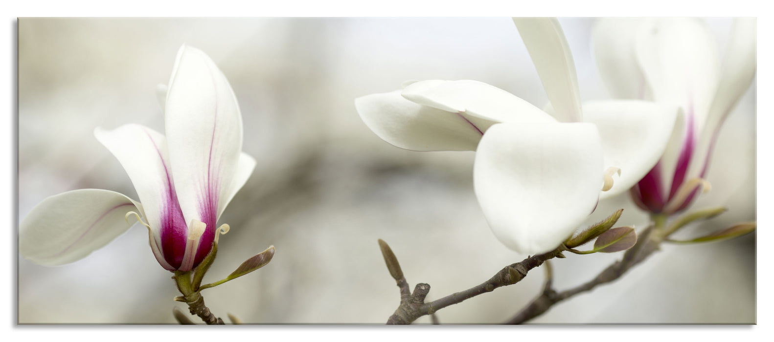 Weiße Baumblüten, Glasbild Panorama