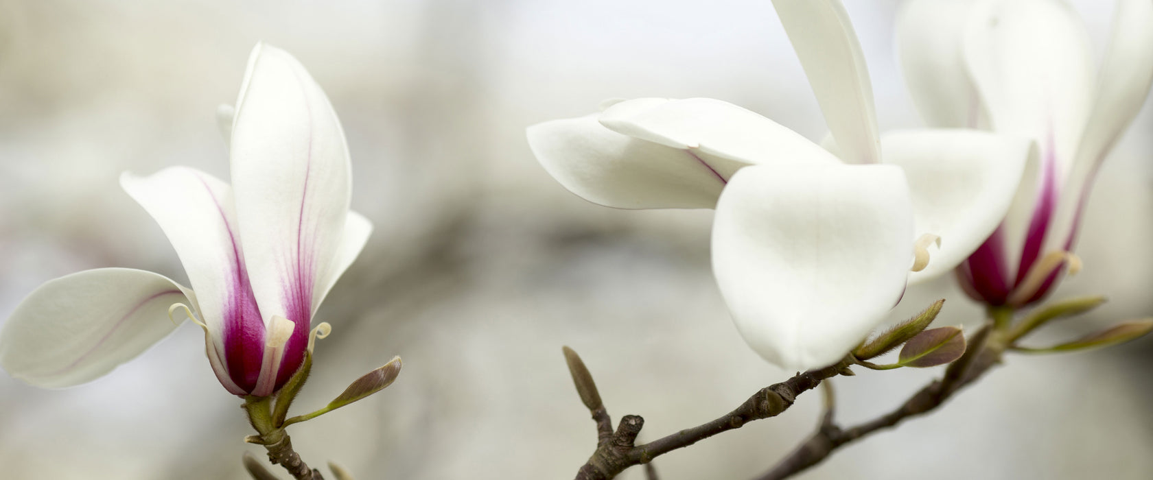 Weiße Baumblüten, Glasbild Panorama