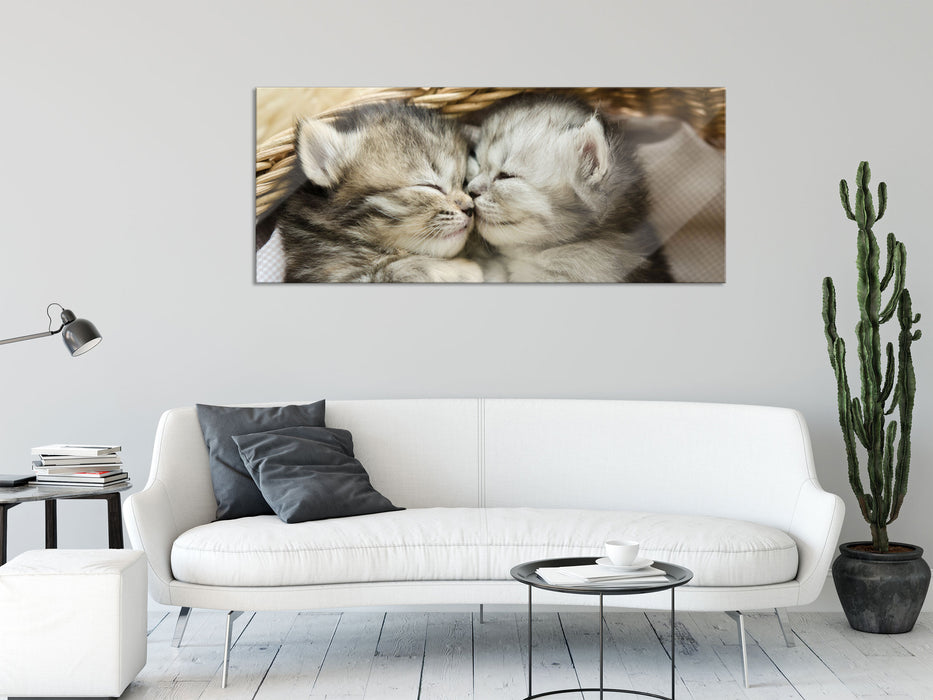 Baby Katze, Glasbild Panorama