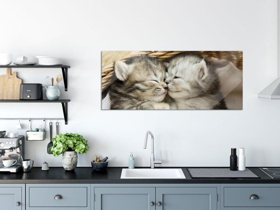 Baby Katze, Glasbild Panorama