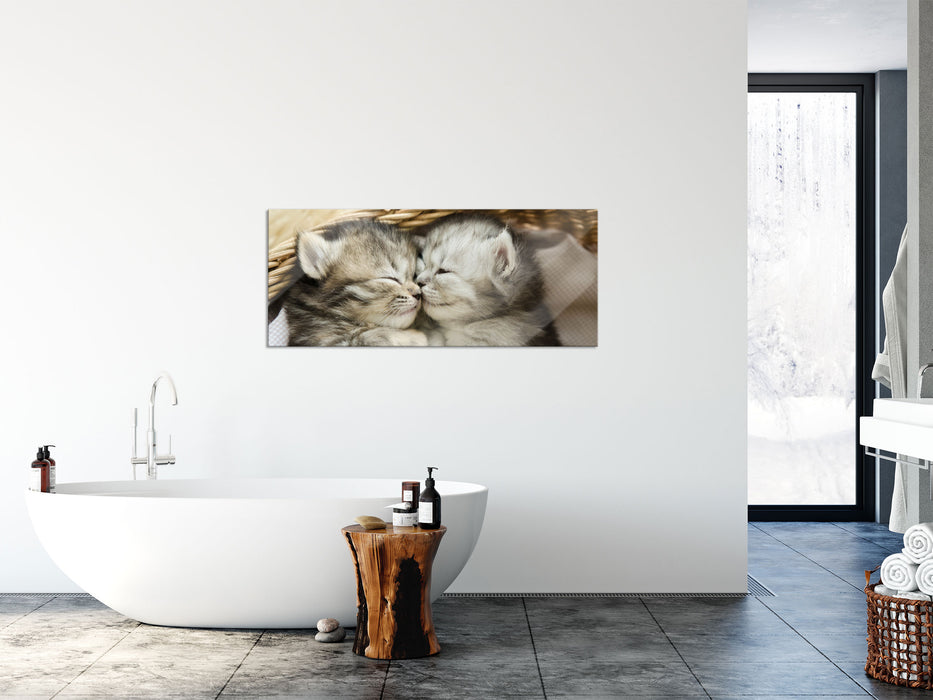 Baby Katze, Glasbild Panorama