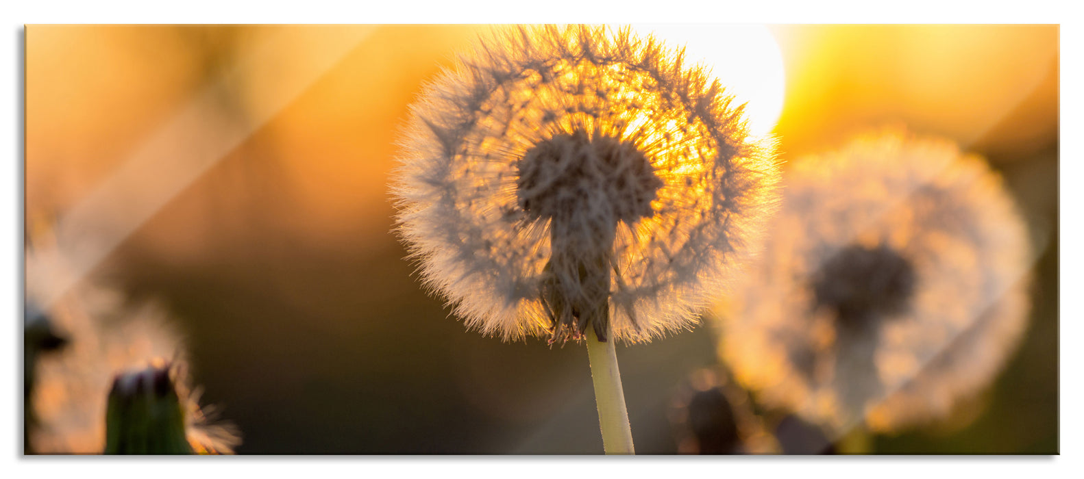 Pixxprint Pusteblume, Glasbild Panorama