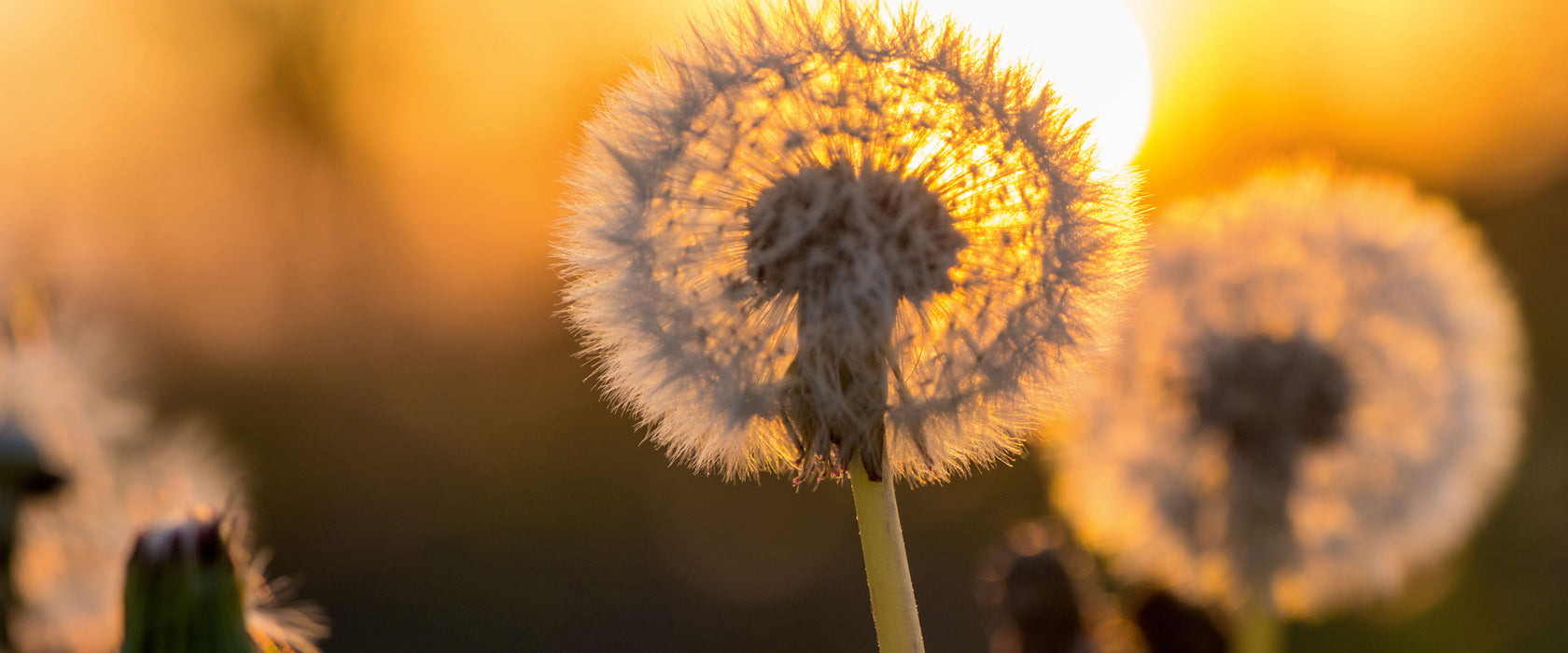 Pusteblume, Glasbild Panorama