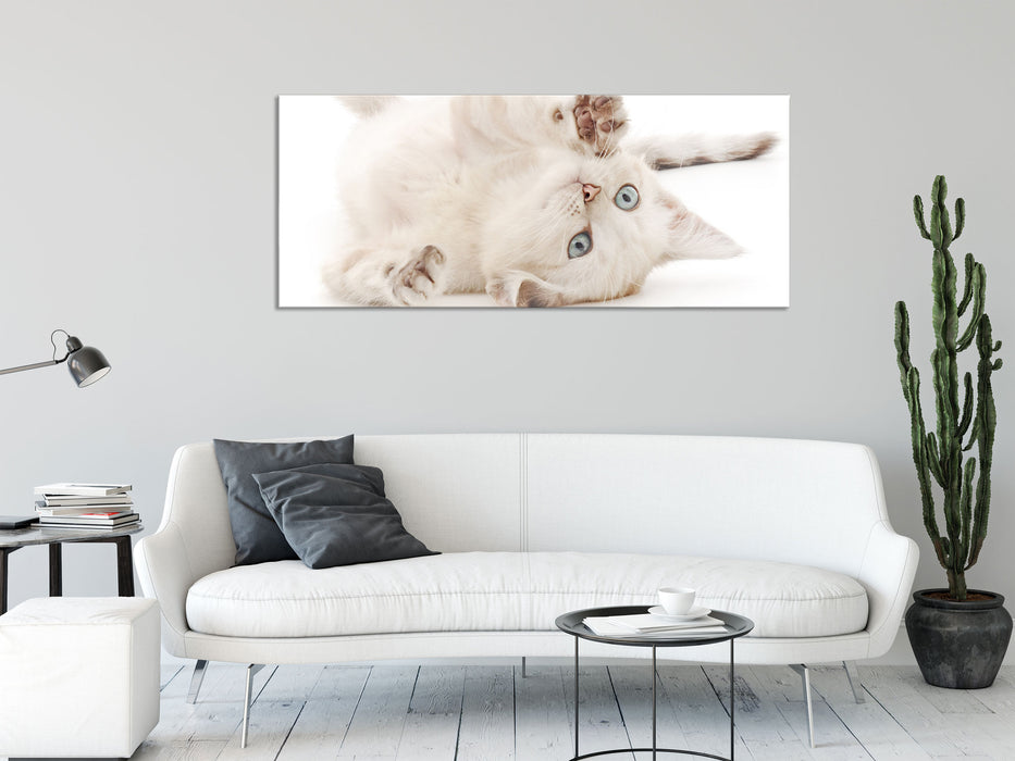 Kleine Katze, Glasbild Panorama